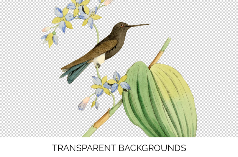 hummingbird-clipart-vintage