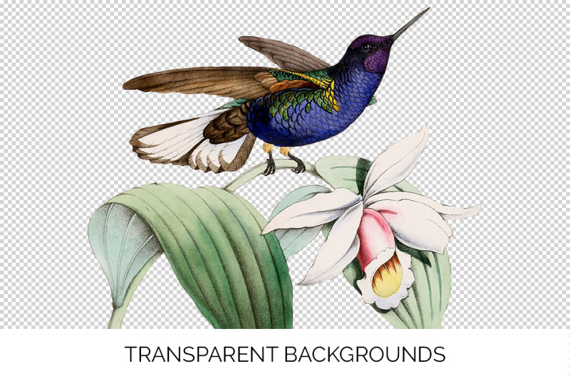 hummingbird-clipart-vintage