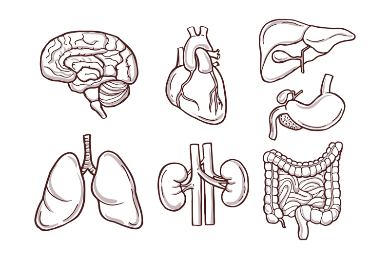 hand-drawn-illustration-of-human-organs