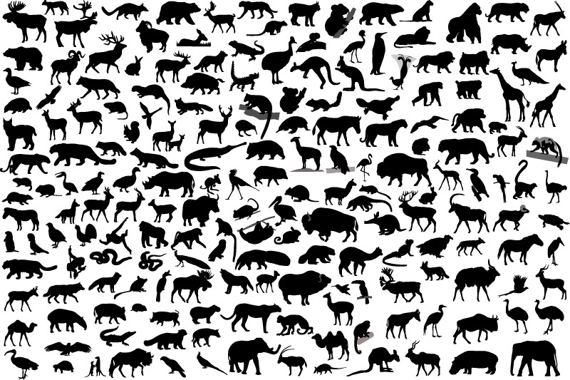 190-wild-animals