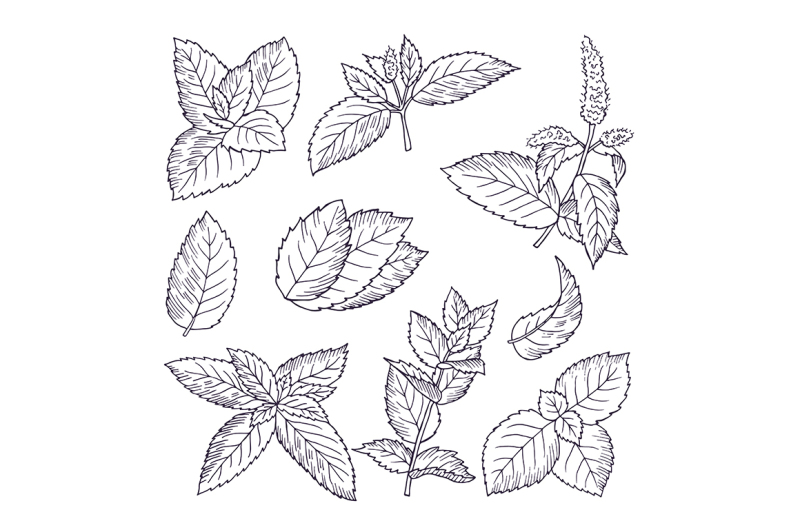 hand-drawn-illustrations-of-mint-leaves-and-branches