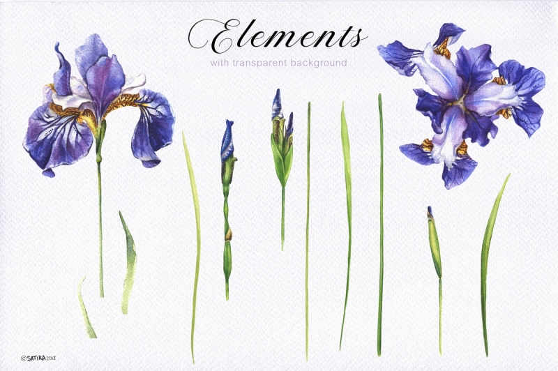 blue-irises-watercolor-painting-set