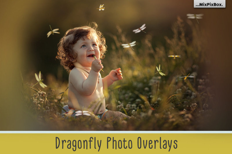 dragonfly-photo-overlays