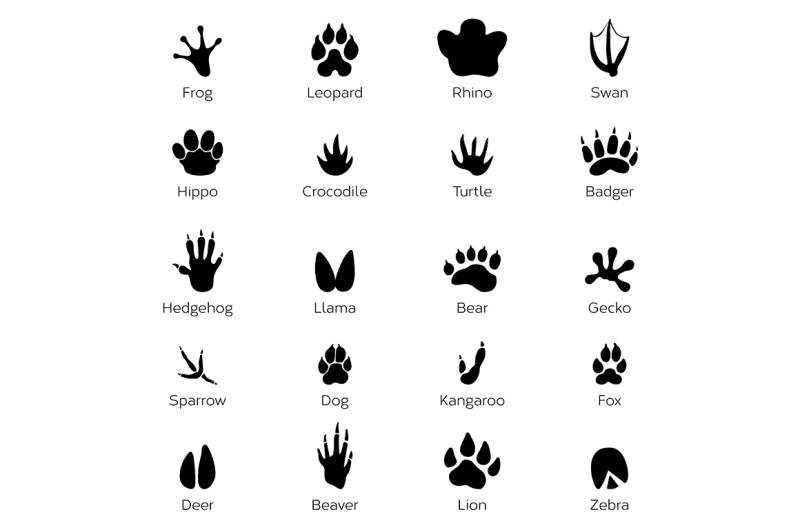 black-footprints-shapes-of-animals