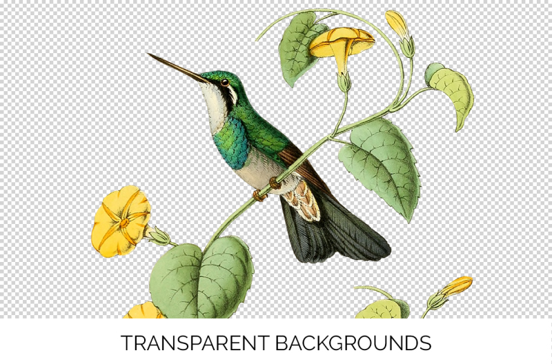 hummingbird-clipart-vintage