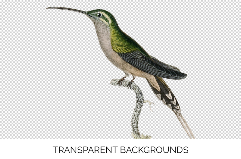 hummingbird-clipart-vintage