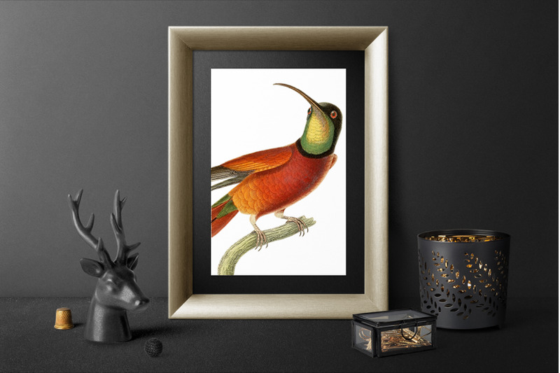 hummingbird-clipart-vintage