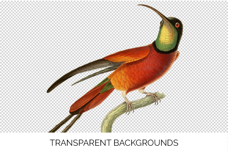 hummingbird-clipart-vintage