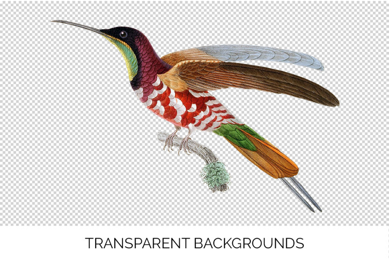 hummingbird-clipart-vintage