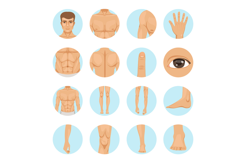 Vector human. Different parts of man body By ONYX | TheHungryJPEG.com