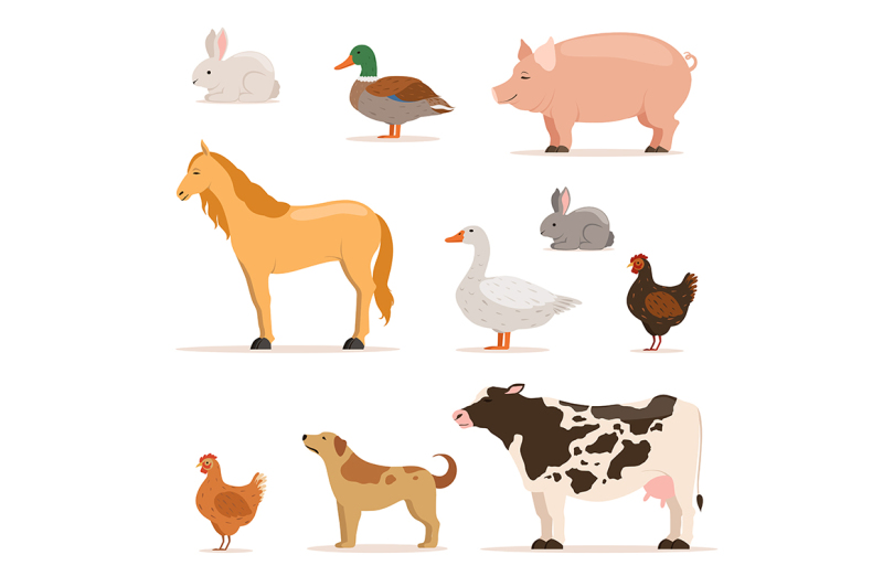 different-domestic-animals-on-farm-geese-ducks-hens-chickens