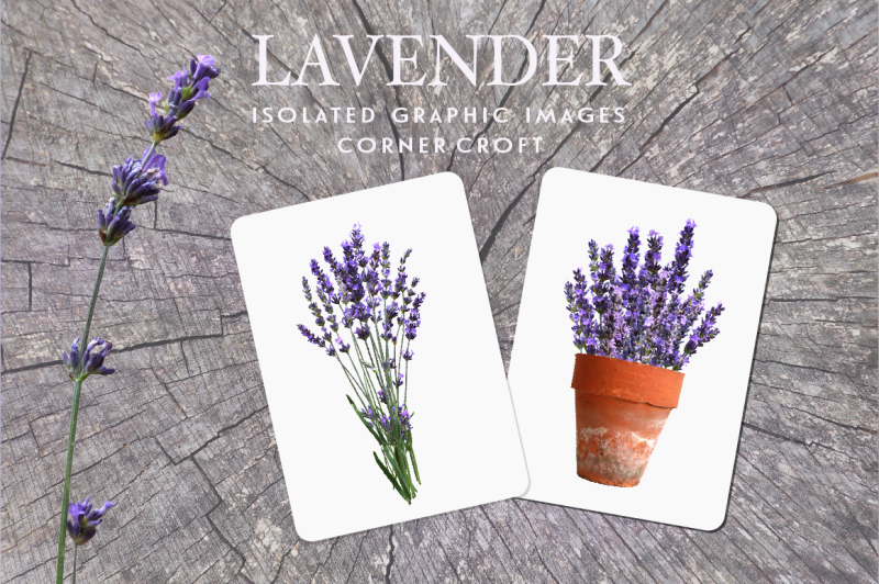 lavender-clipart-isolated-lavender-images