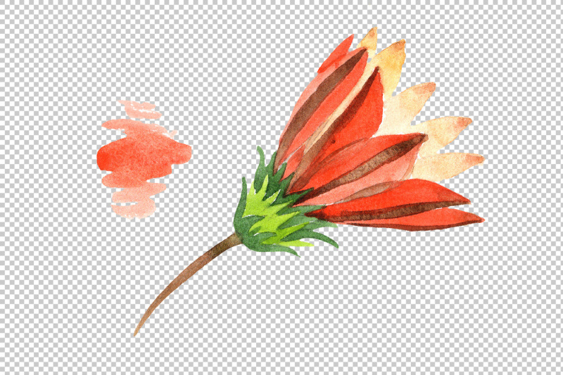 wildflower-orange-gazania-png-watercolor-set