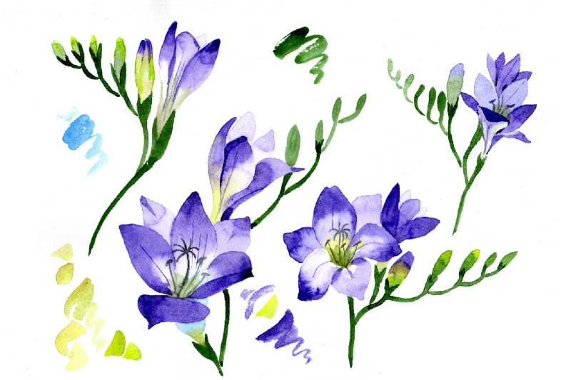 aquarelle-purple-freesia-png-flower-set
