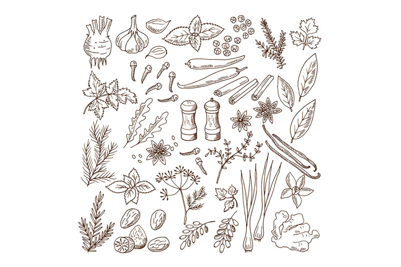 hand-drawn-illustrations-of-different-herbs-and-spices