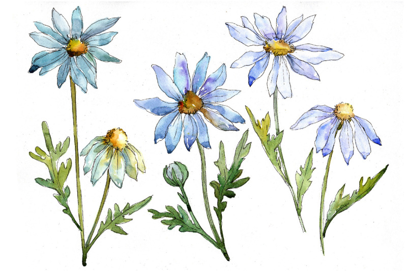 blue-daisy-png-watercolor-flower-set
