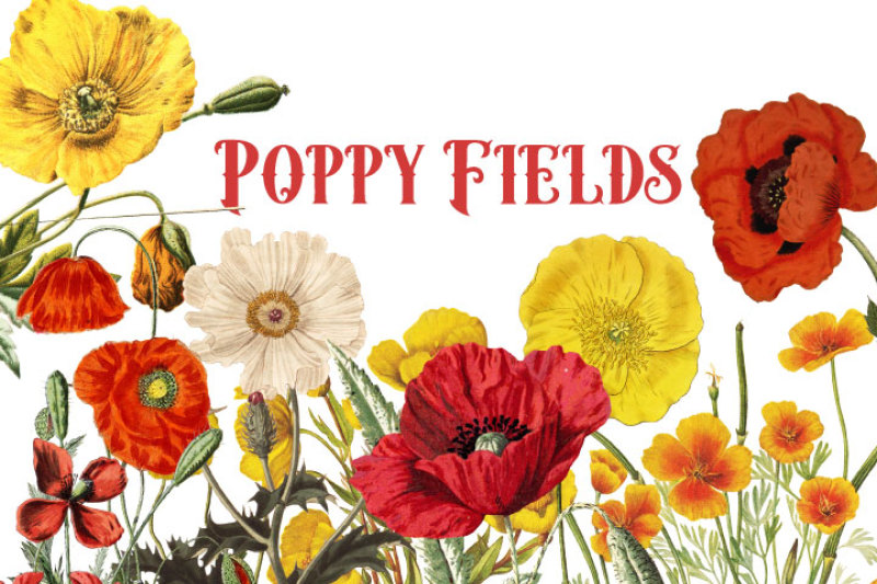 vintage-poppies-watercolor-flower-clipart