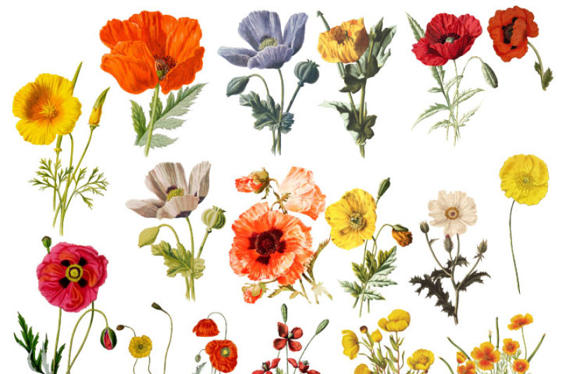 vintage-poppies-watercolor-flower-clipart