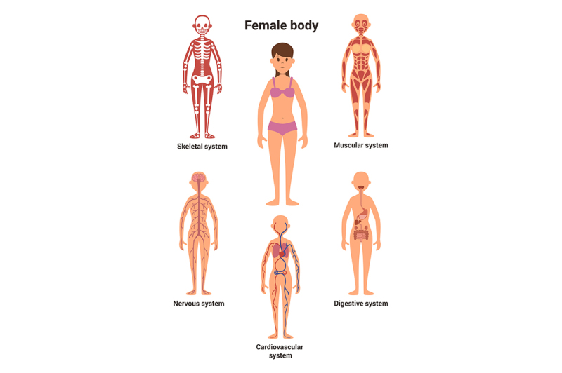 female-body-human-anatomy-skeletal-and-muscular-system-nervous