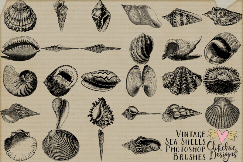 vintage-sea-shell-photoshop-brushes