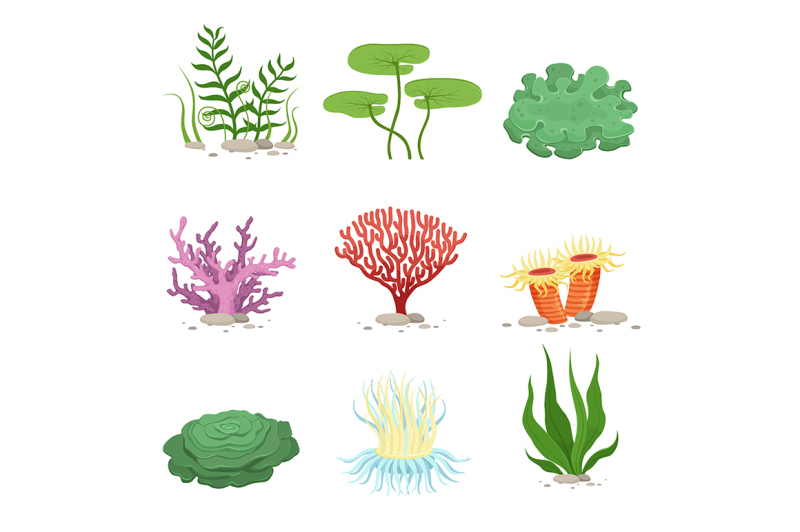 sea-aquatic-fauna-underwater-plants-and-corals