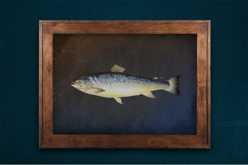 salmon-trout-clipart