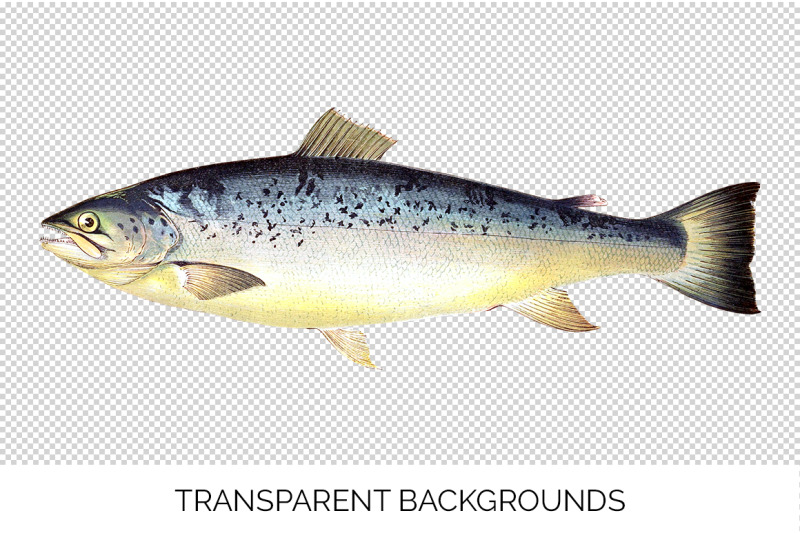 salmon-trout-clipart