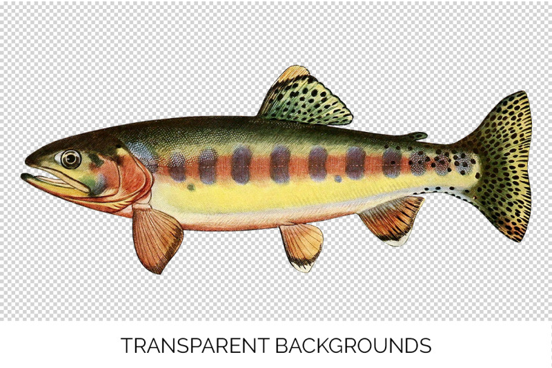 trout-clipart
