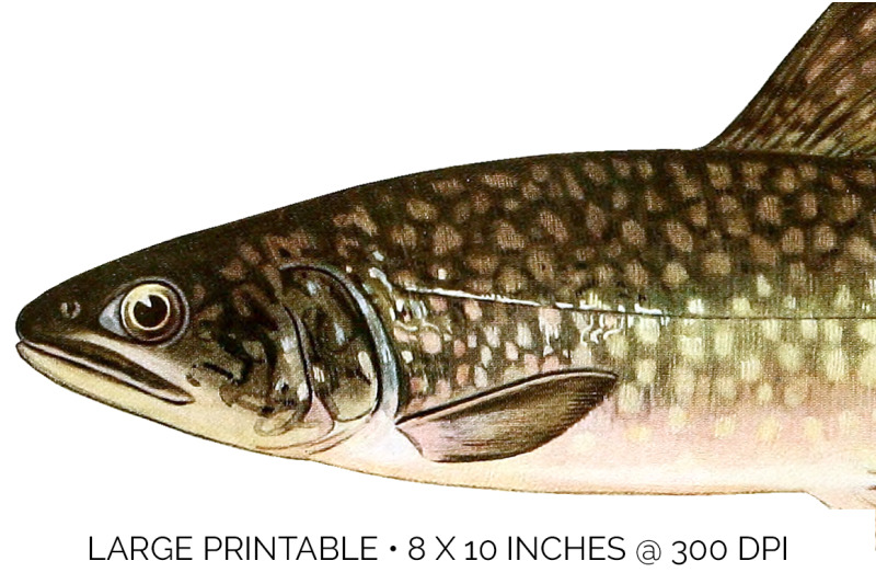 trout-clipart