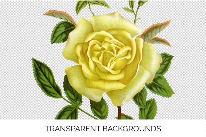 yellow-rose-clipart
