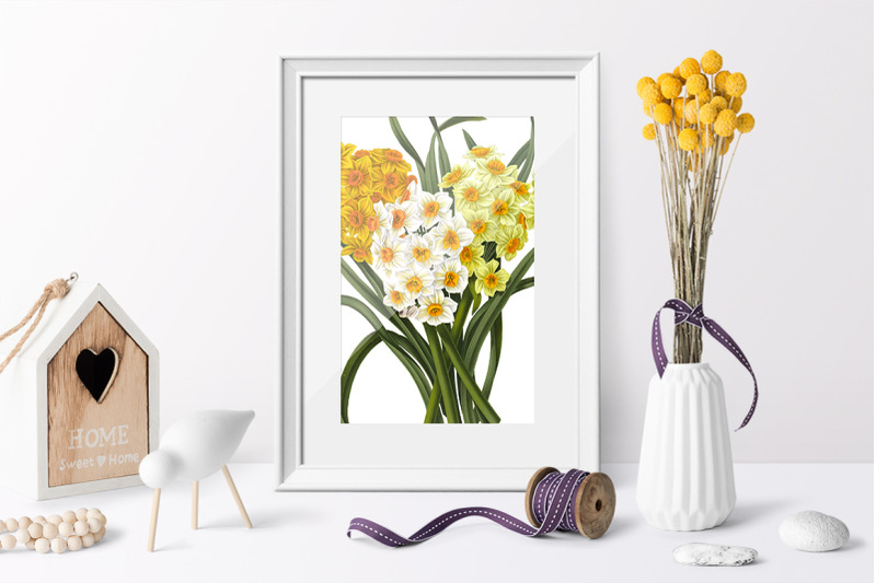 daffodil-clipart