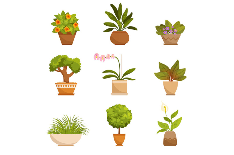 house-plants-decorative-flowers-indoors