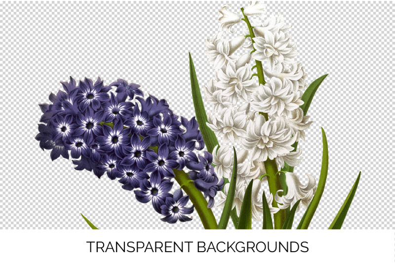 hyacinths-clipart
