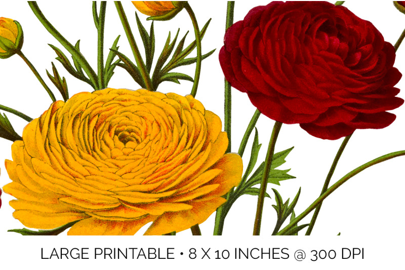 ranunculus-clipart