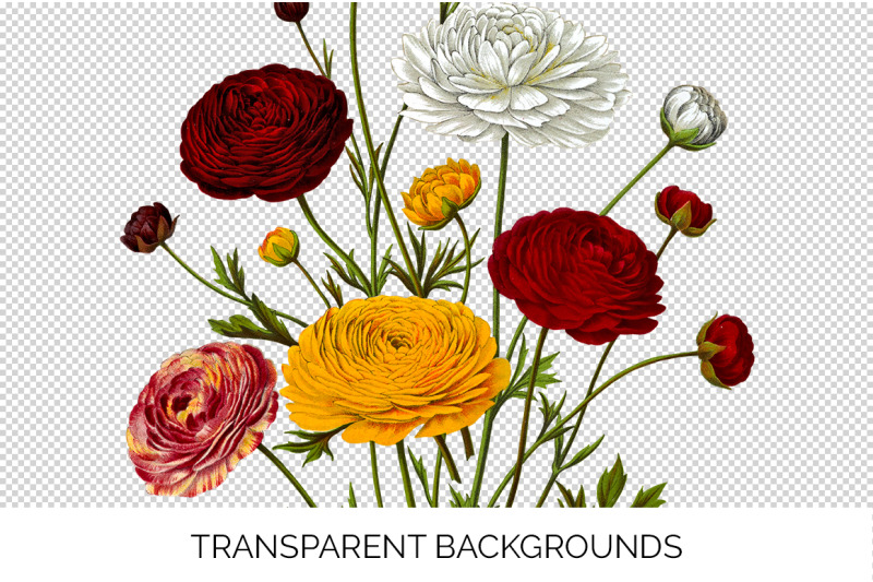 ranunculus-clipart