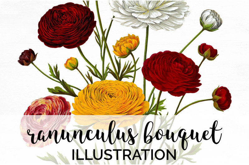 ranunculus-clipart