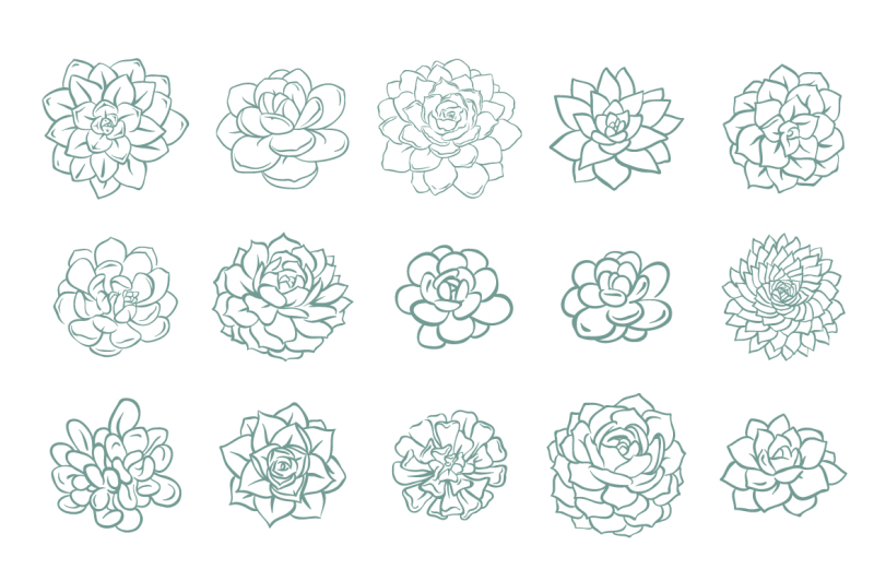 collection-of-63-hand-drawn-succulents