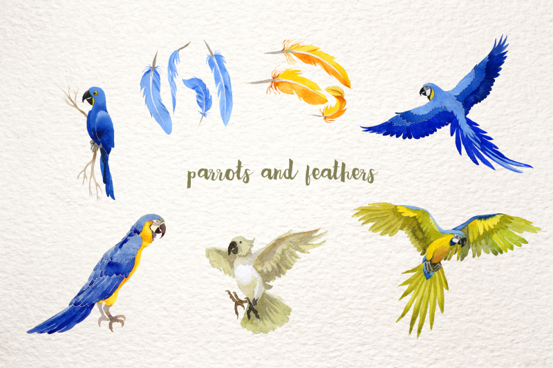 watercolor-cool-parrot-png-bird-set