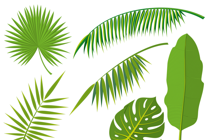 tropical-palm-tree-jungle-leaves-vector-set