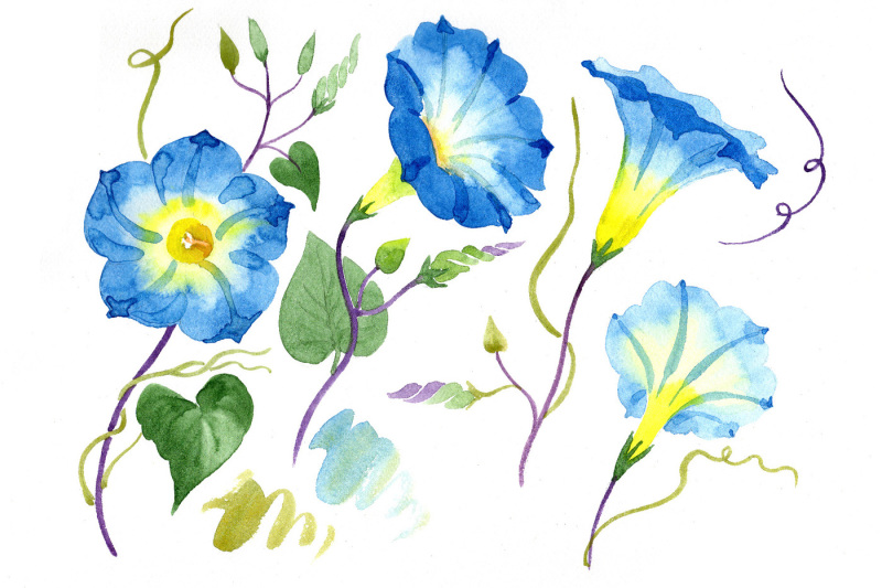 elegant-ipomoea-blue-flower-png-watercolor-set