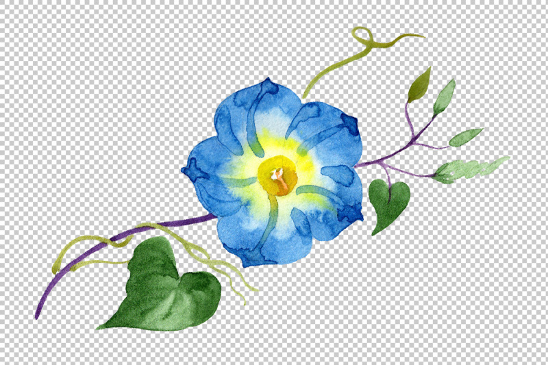 elegant-ipomoea-blue-flower-png-watercolor-set