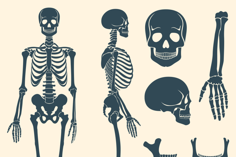 human-bones-skeleton-silhouette-vector-set