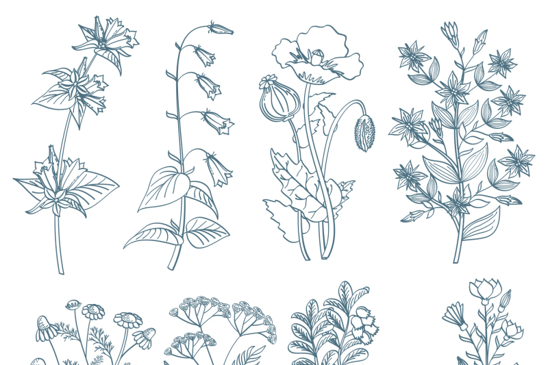 herbs-wild-flowers-botanical-medicinal-organic-healing-plants-vector-s