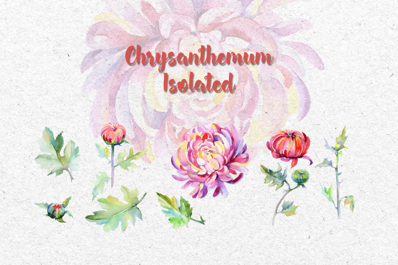 tender-pink-chrysanthemum-png-watercolor-set