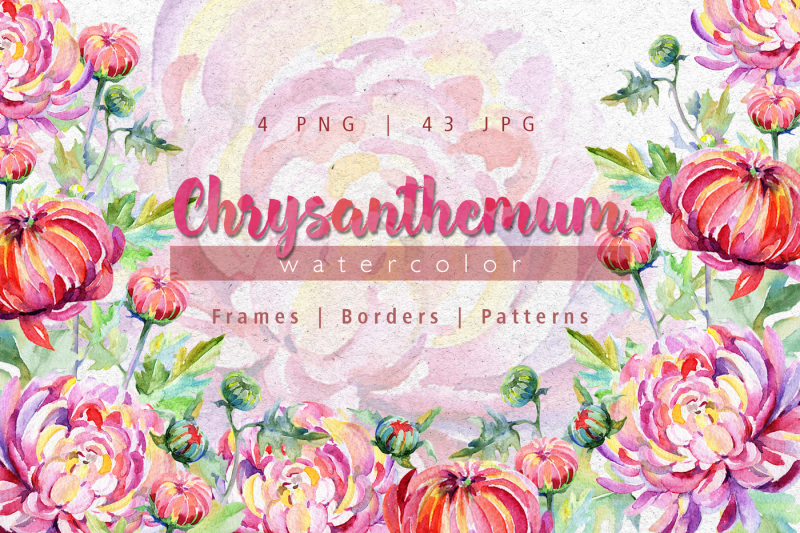 tender-pink-chrysanthemum-png-watercolor-set