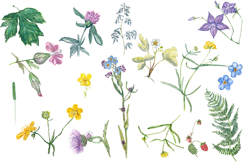 watercolor-grass-and-wildflowers
