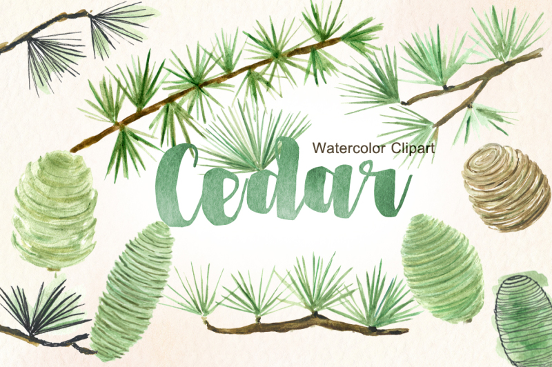 cedar-watercolor-clipart