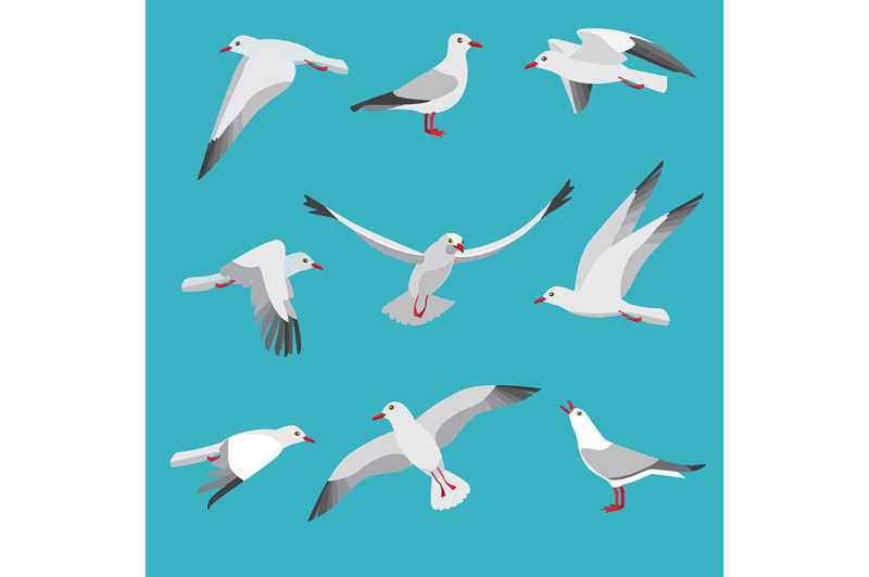 atlantic-seagull-in-different-action-poses