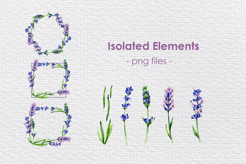 holiday-purple-lavender-flowers-png-watercolor-set