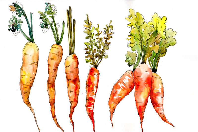 orange-carrot-vegetables-png-watercolor-set-nbsp